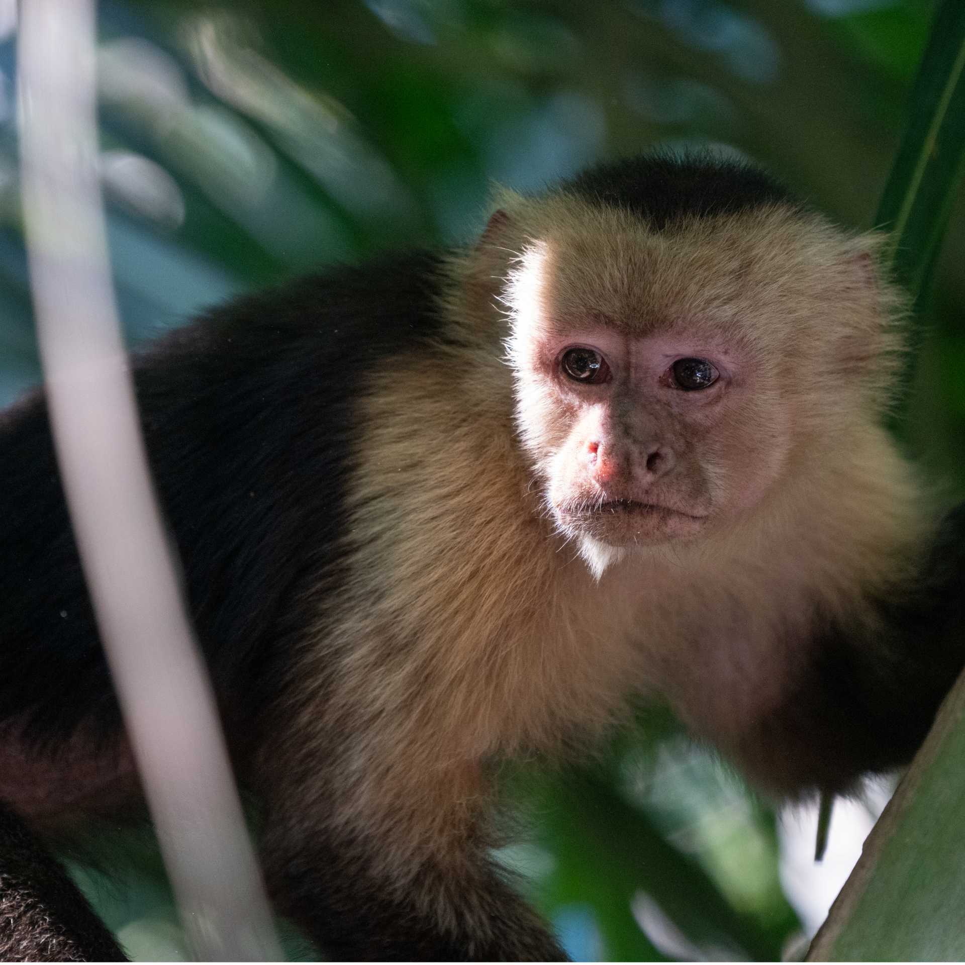 Capuchin monkey in Curu National Park