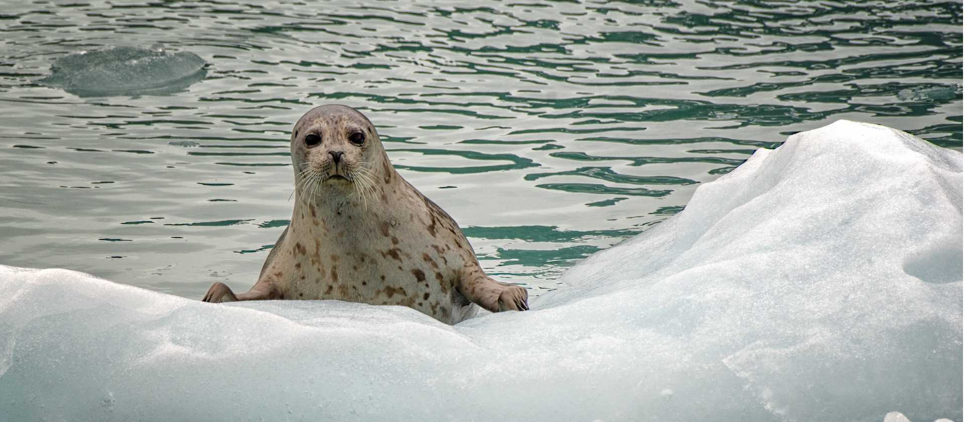 A curious Harbor seal  takes a look