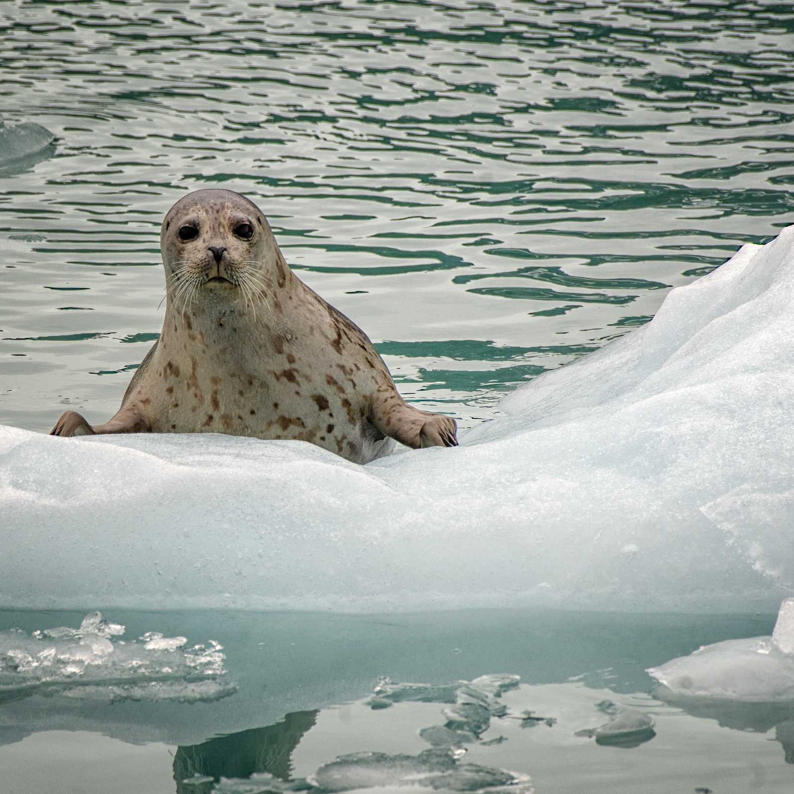 A curious Harbor seal  takes a look