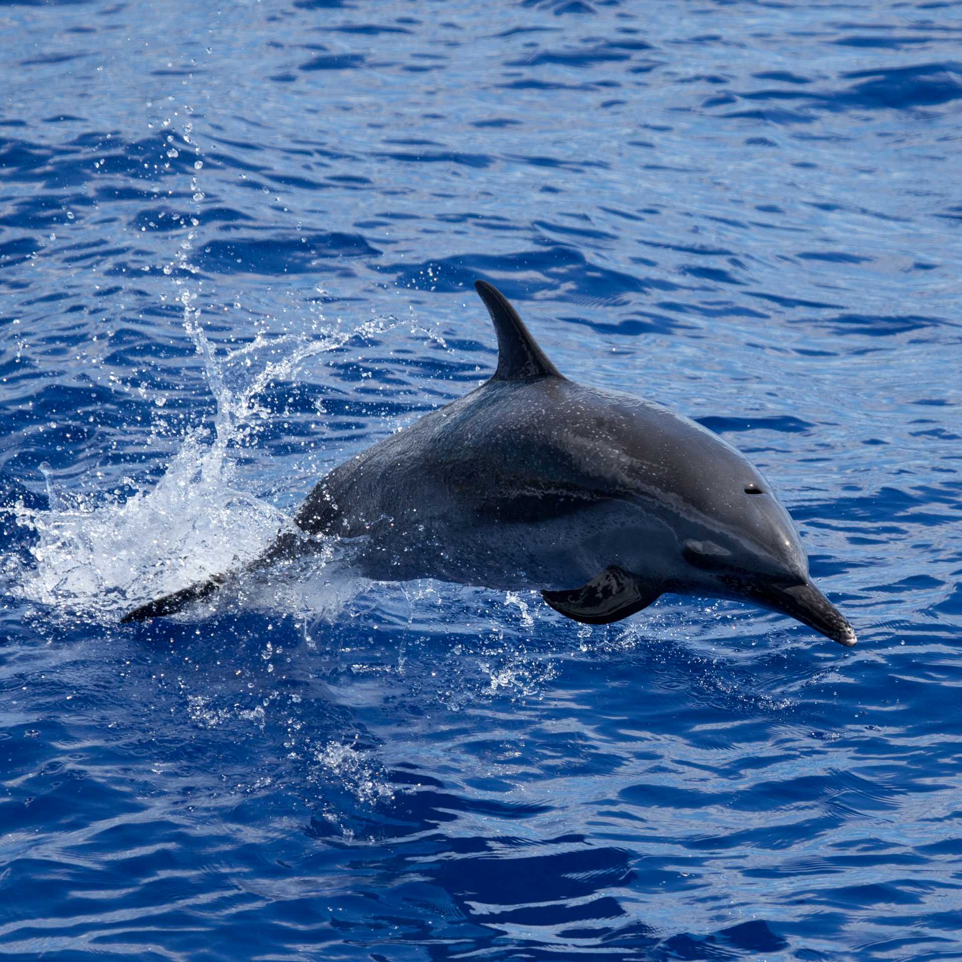 A dolphin swimming next to the boat
