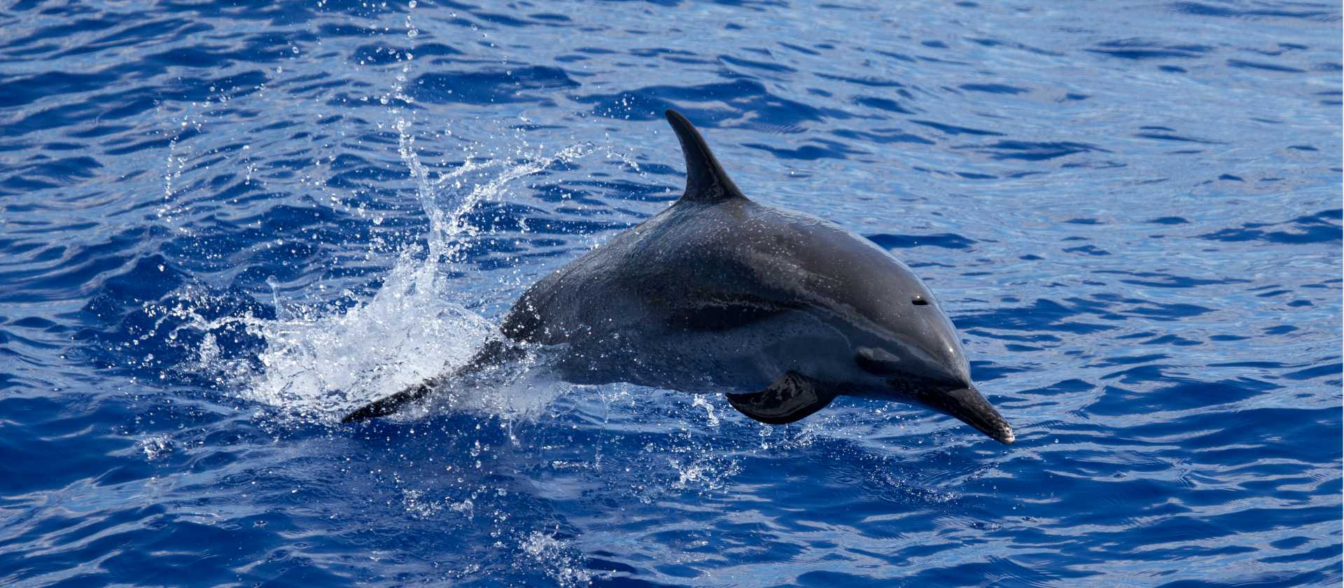 A dolphin swimming next to the boat