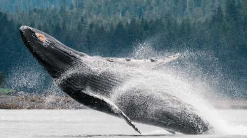 A wide variety of whale species migrate to feed in the nutrient rich waters of Alaska