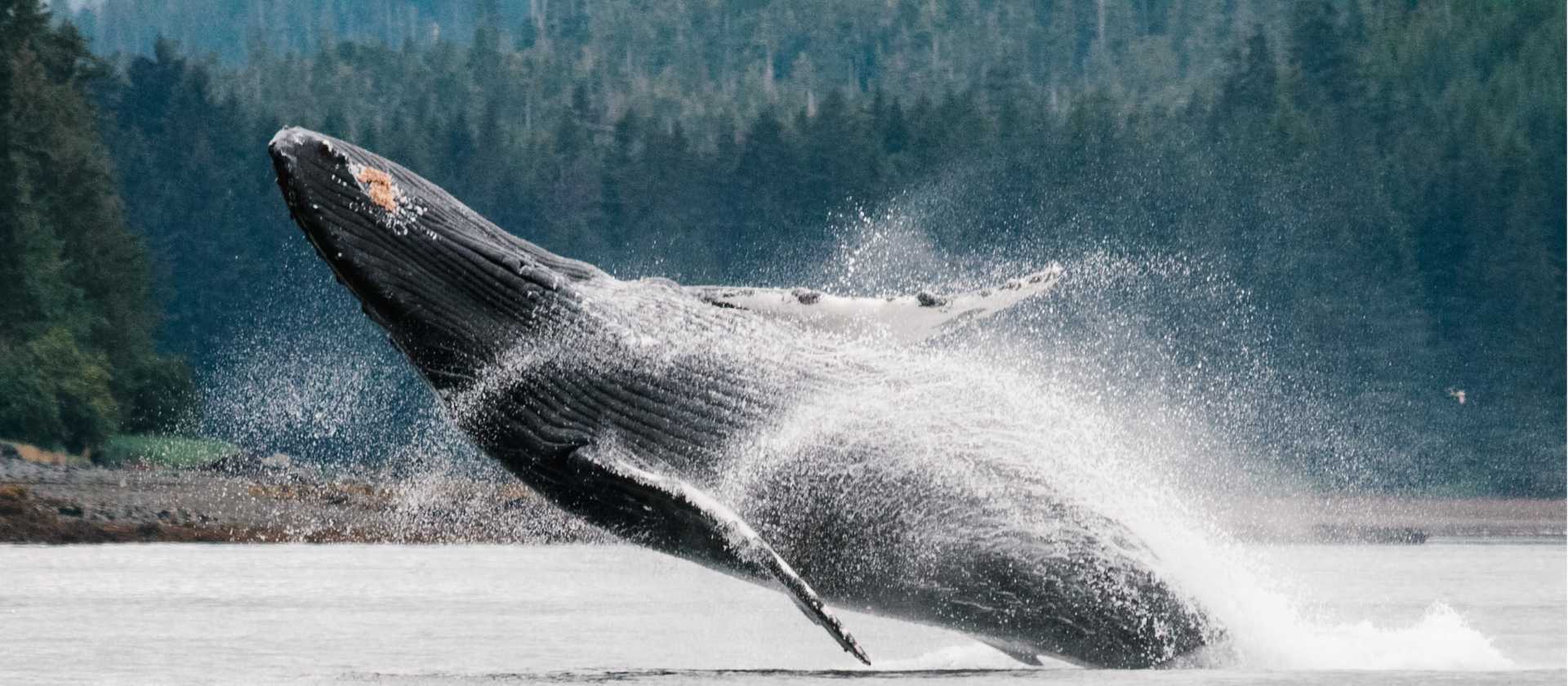 A wide variety of whale species migrate to feed in the nutrient rich waters of Alaska