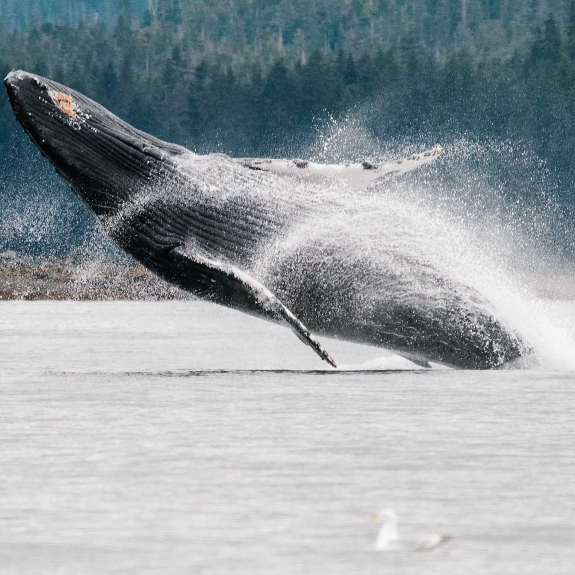 A wide variety of whale species migrate to feed in the nutrient rich waters of Alaska