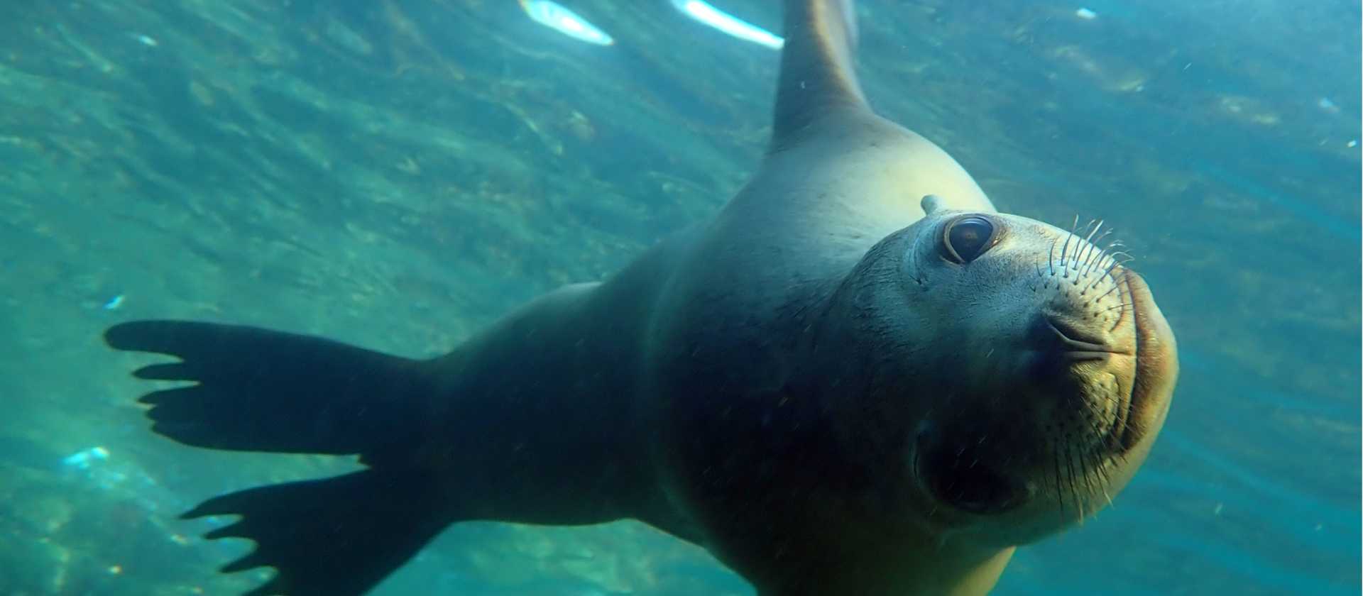 A playful sea lion, Los Islotes