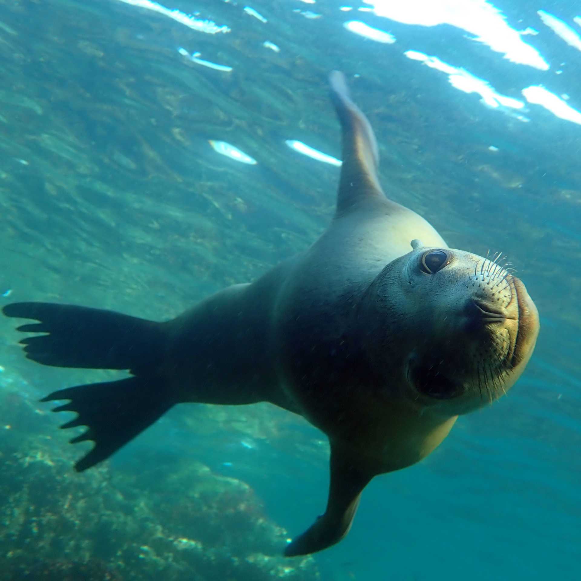 A playful sea lion, Los Islotes