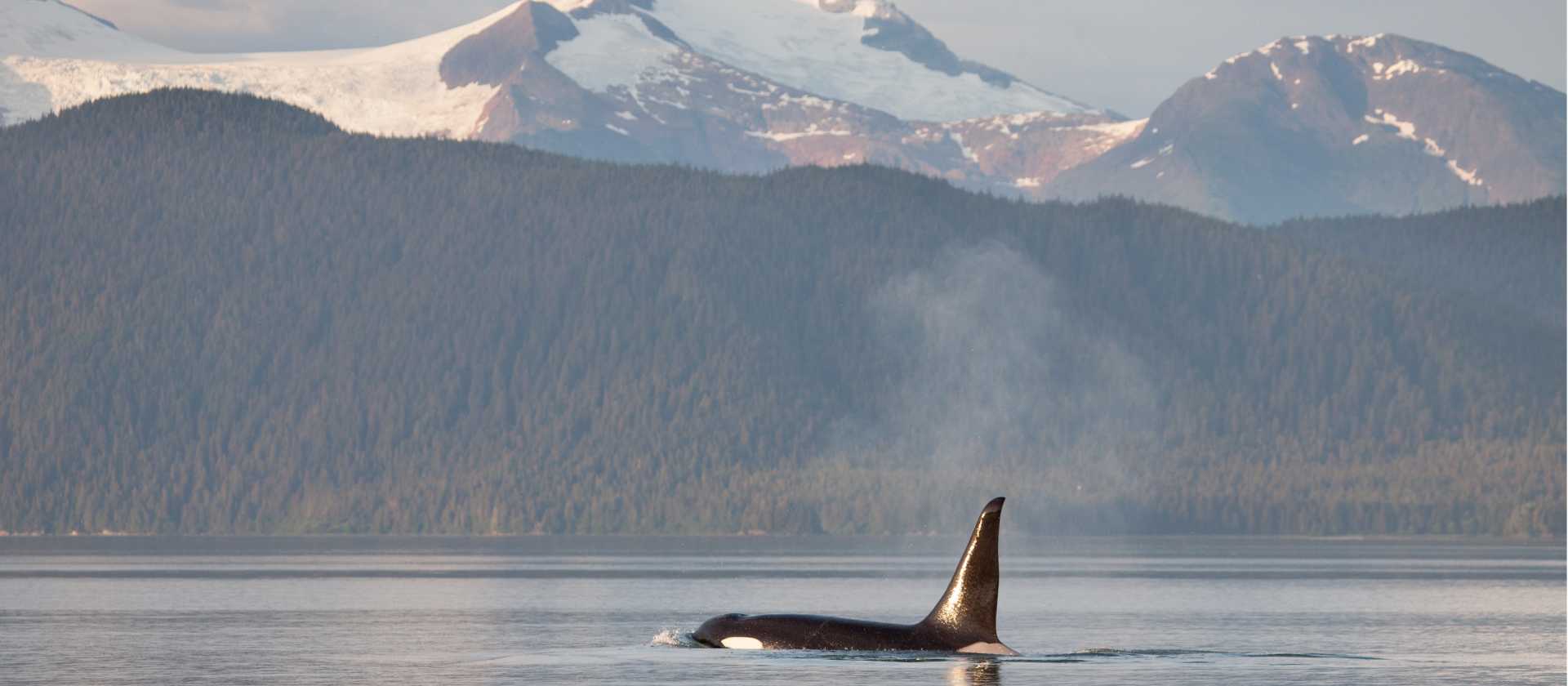 With healthy marine ecosystems, Alaska offers regular opportunities to encounter orcas in the wild