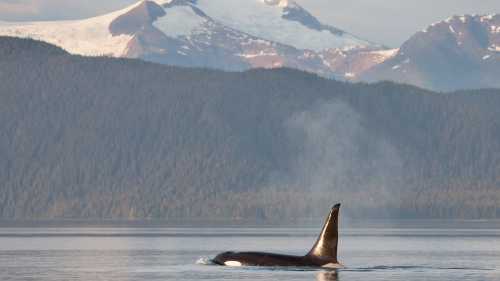 With healthy marine ecosystems, Alaska offers regular opportunities to encounter orcas in the wild