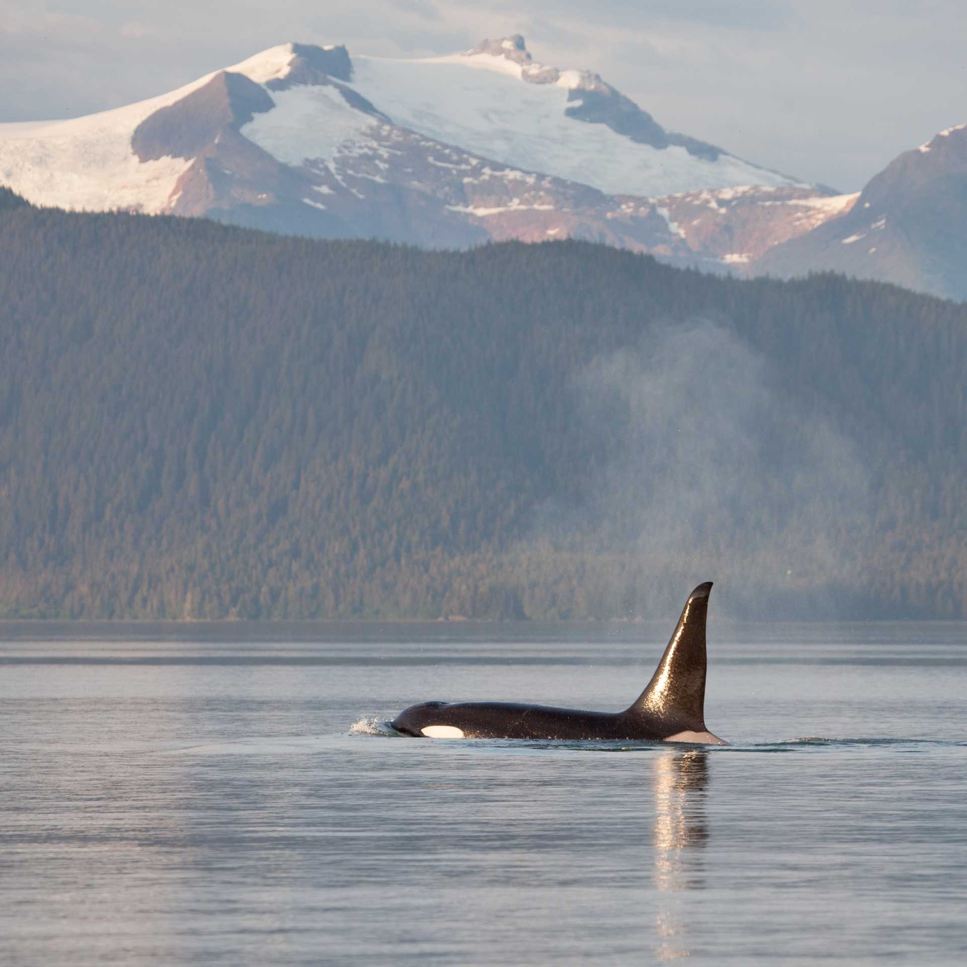 With healthy marine ecosystems, Alaska offers regular opportunities to encounter orcas in the wild