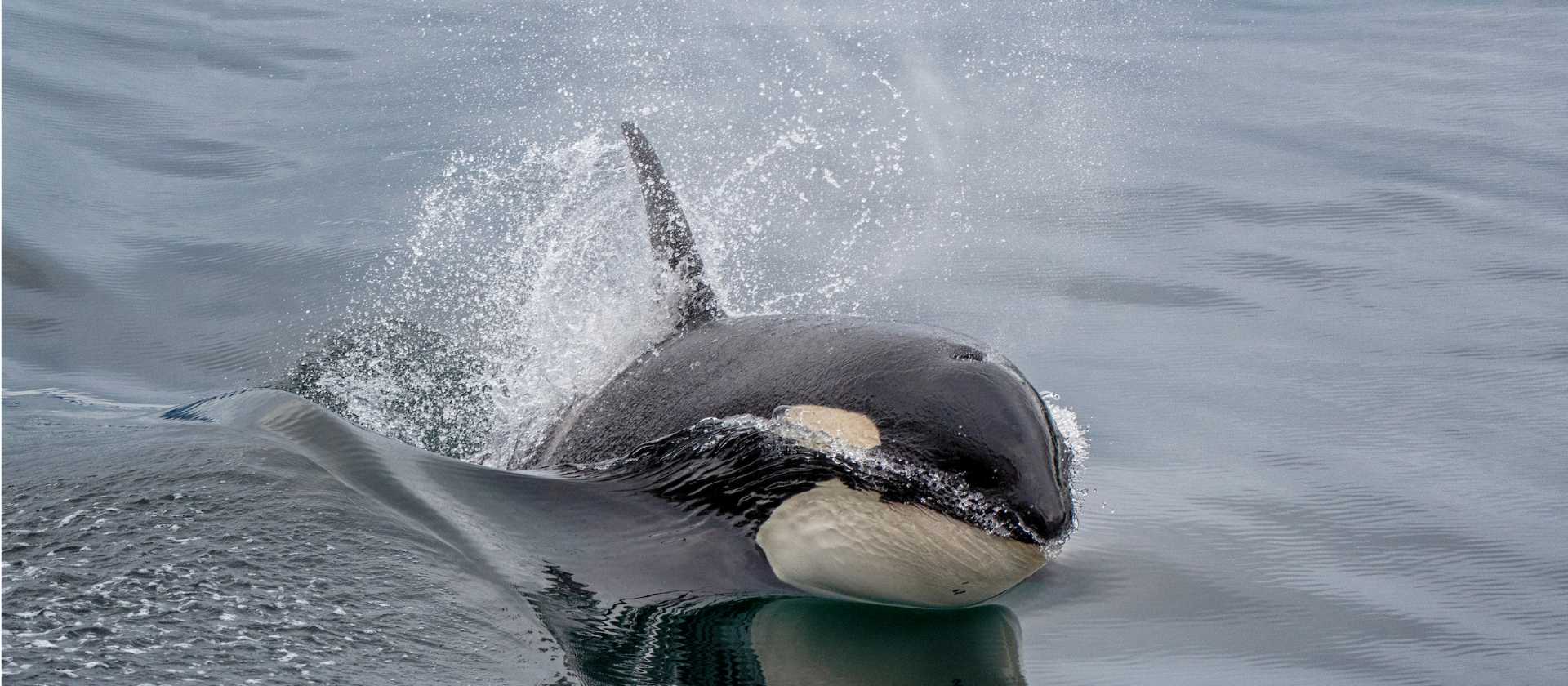 With healthy marine ecosystems, Alaska offers regular opportunities to encounter orcas in the wild