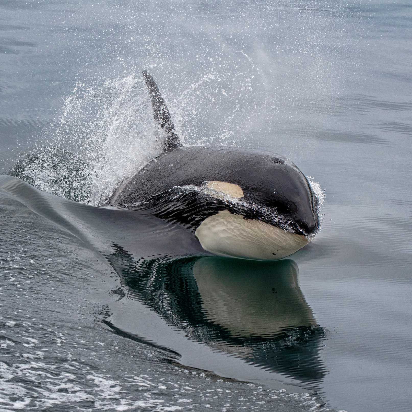 With healthy marine ecosystems, Alaska offers regular opportunities to encounter orcas in the wild