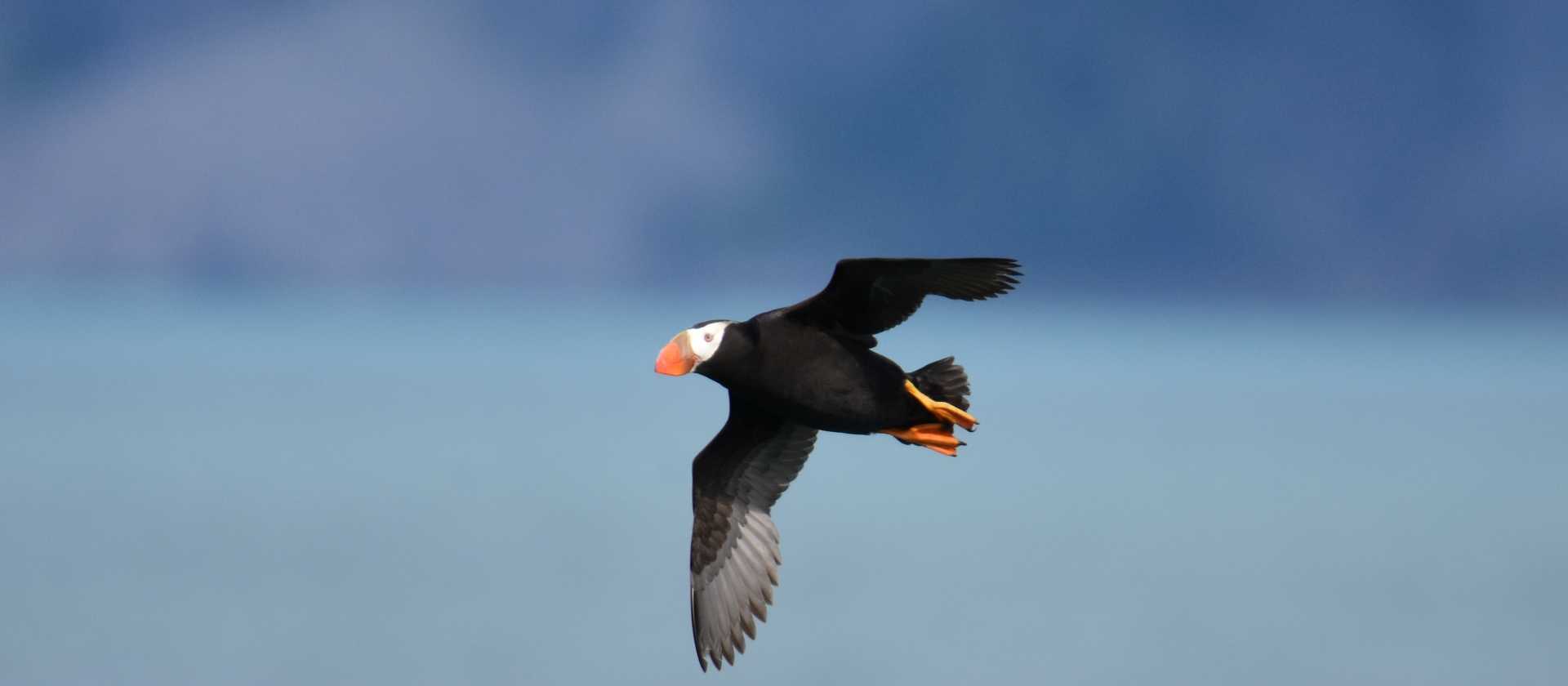 A puffin takes flight