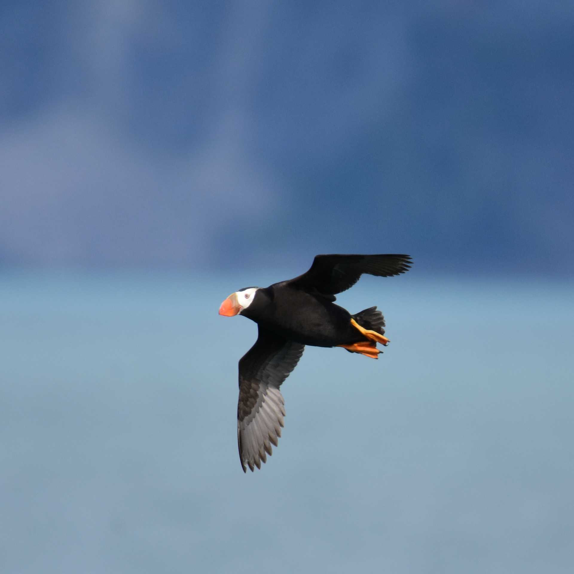 A puffin takes flight