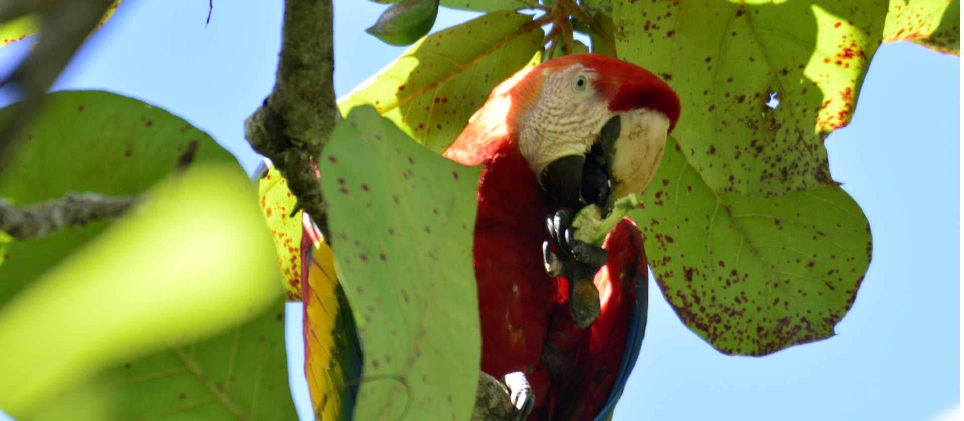 A scarlet macaw eyes us off