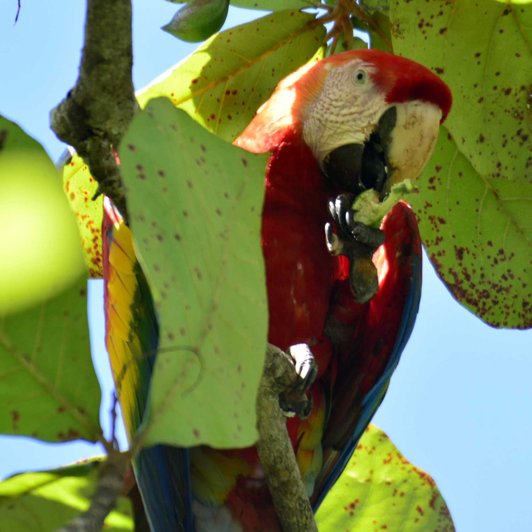 A scarlet macaw eyes us off