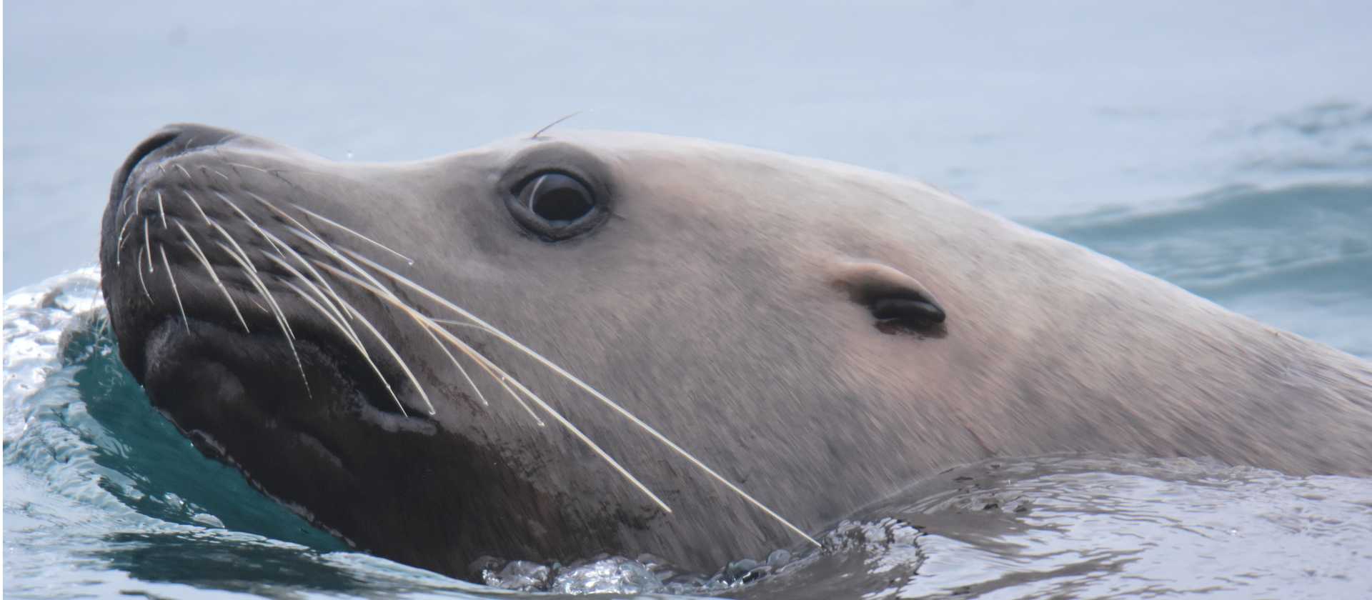 Look for sea lions resting on rocks or swimming through Alaska’s coastal waters.