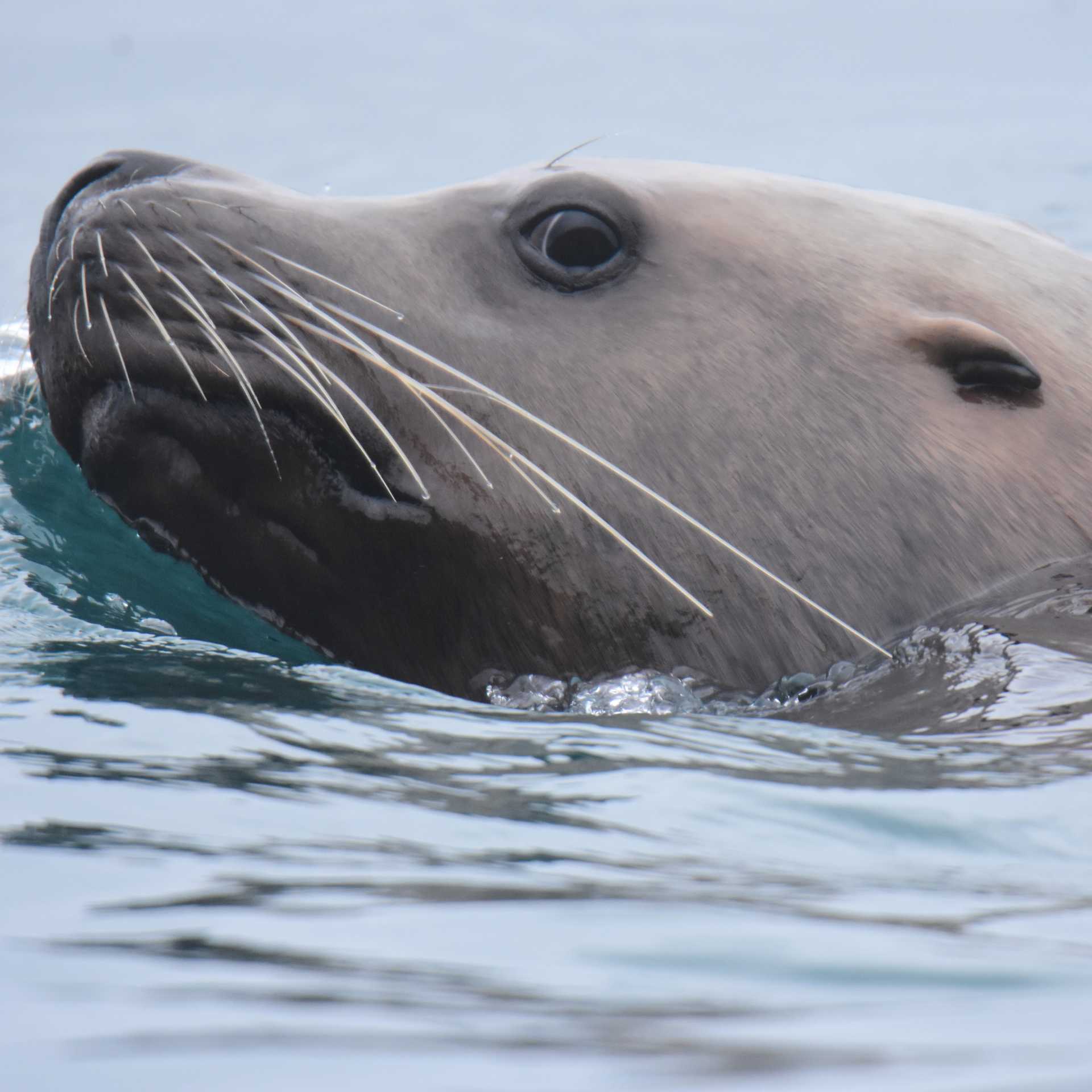 Look for sea lions resting on rocks or swimming through Alaska’s coastal waters.