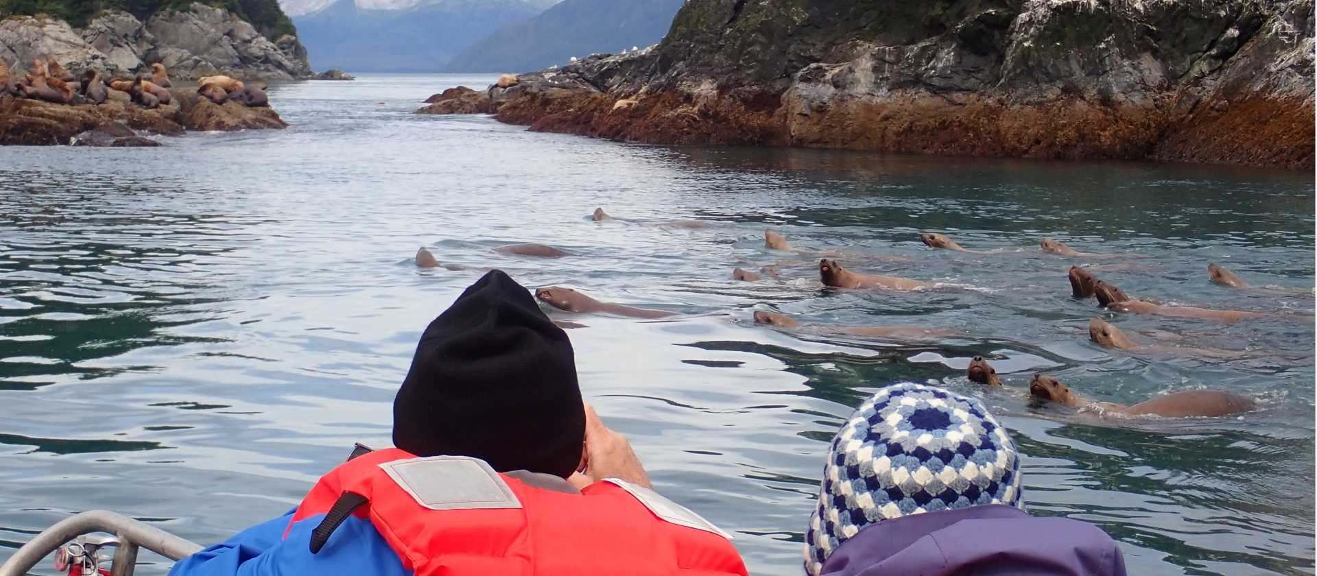 Look for sea lions resting on rocks or swimming through Alaska’s coastal waters.