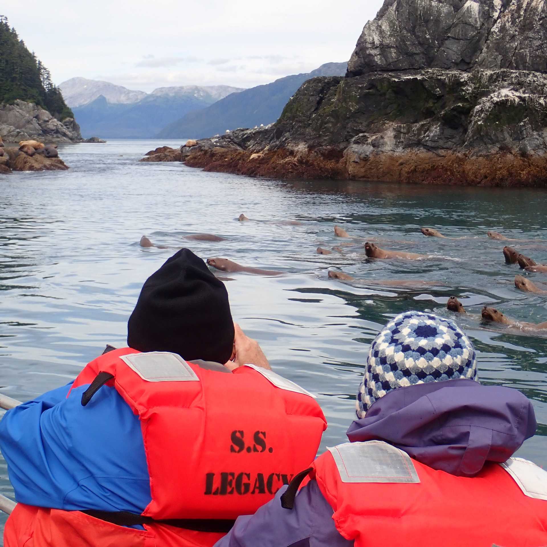 Look for sea lions resting on rocks or swimming through Alaska’s coastal waters.