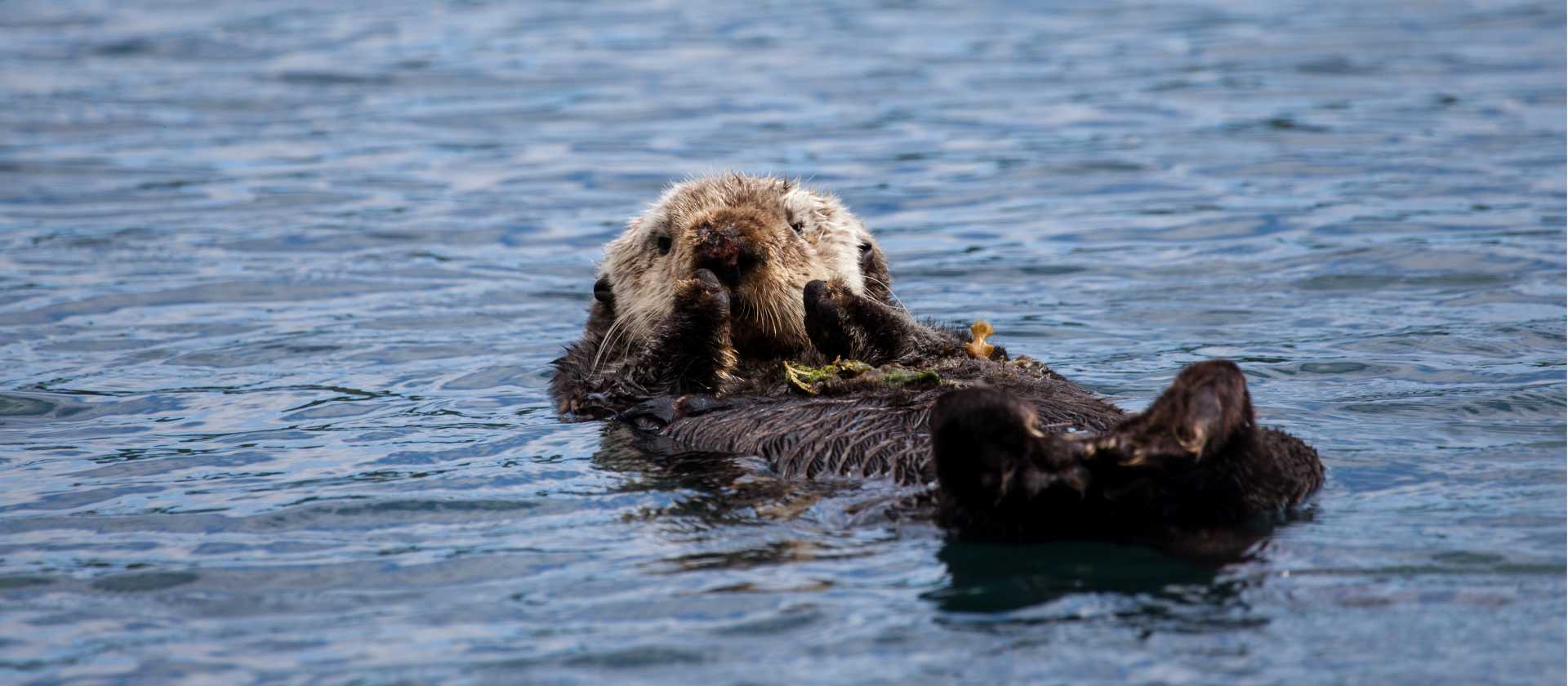 Playful, curious and irresistibly cute — sea otters are one of Alaska’s most beloved wildlife encounters.
