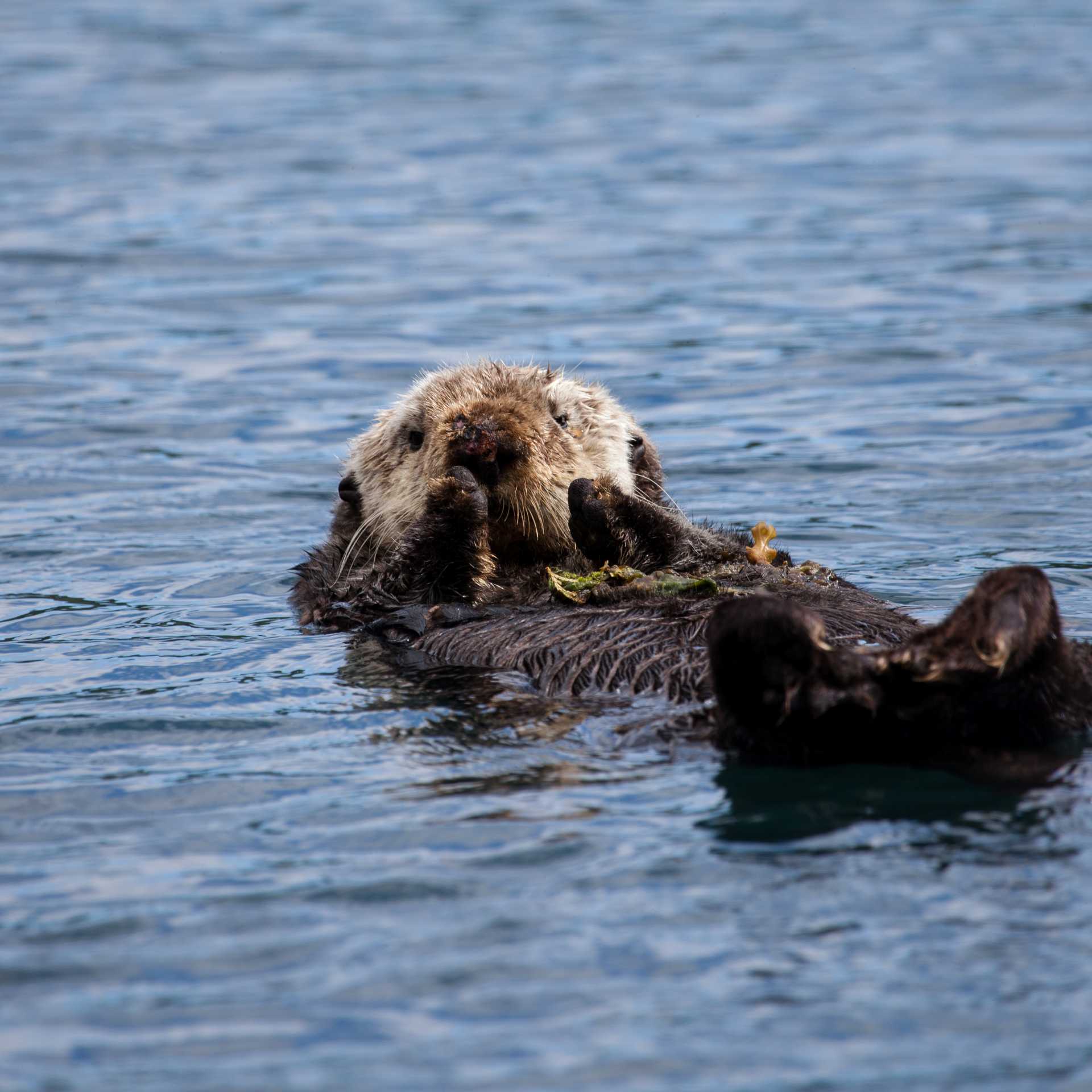 Playful, curious and irresistibly cute — sea otters are one of Alaska’s most beloved wildlife encounters.