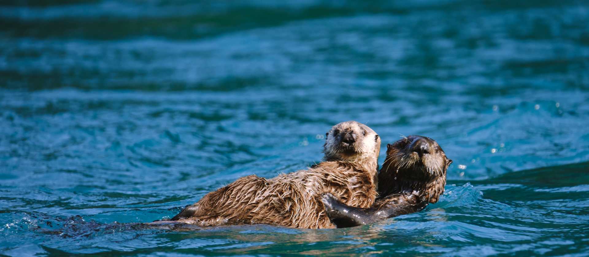 Playful, curious and irresistibly cute — sea otters are one of Alaska’s most beloved wildlife encounters.