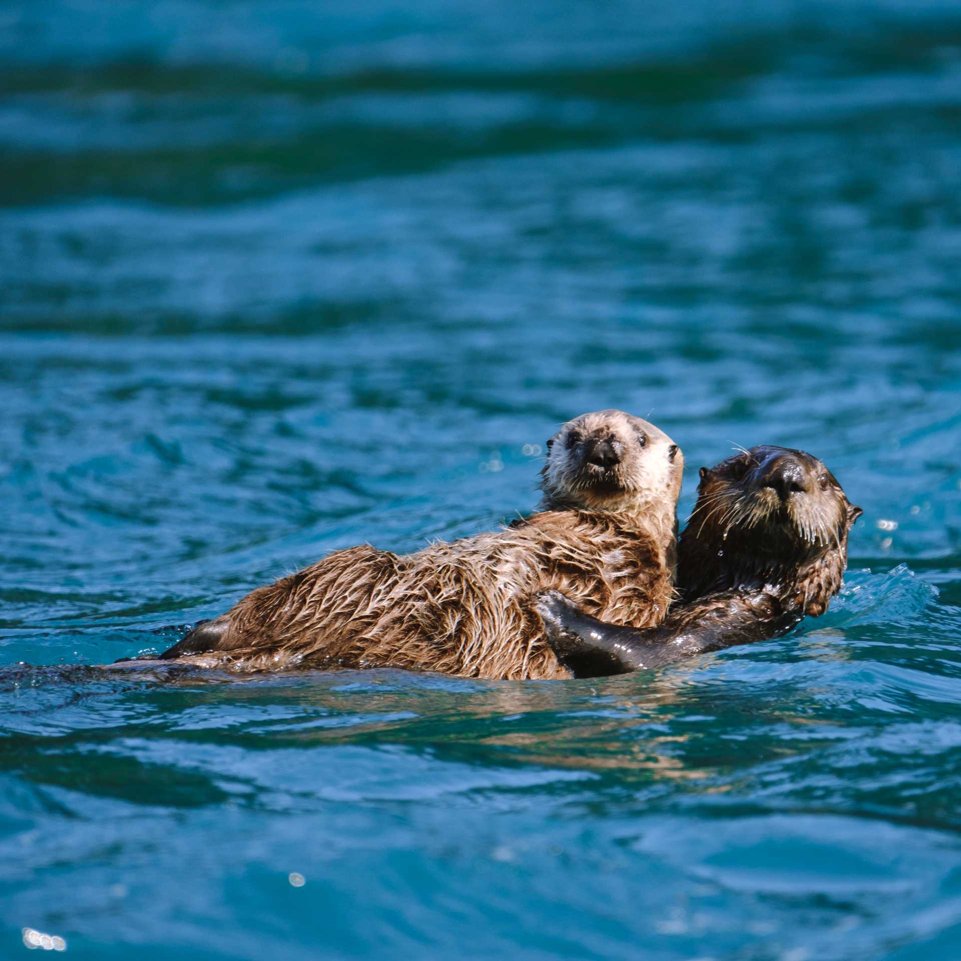Playful, curious and irresistibly cute — sea otters are one of Alaska’s most beloved wildlife encounters.