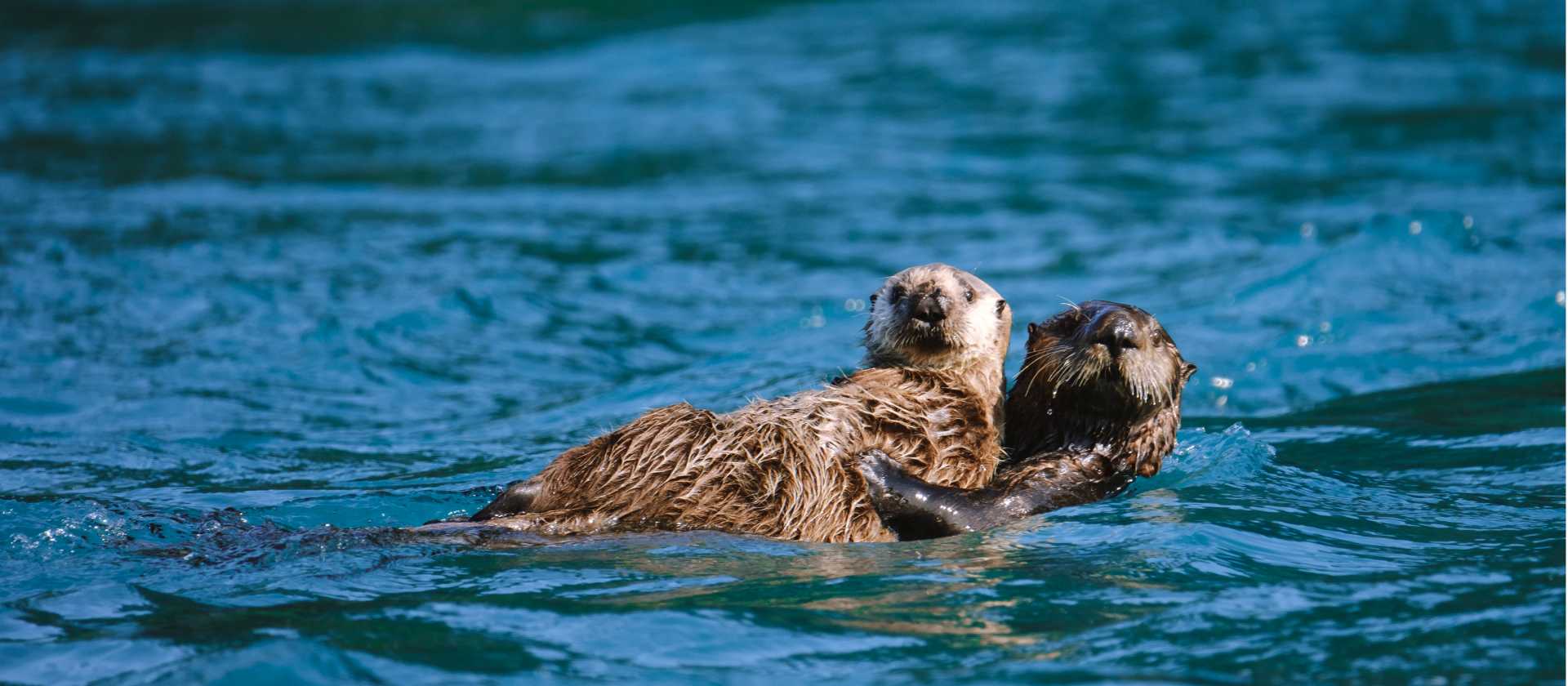 Playful, curious and irresistibly cute — sea otters are one of Alaska’s most beloved wildlife encounters.