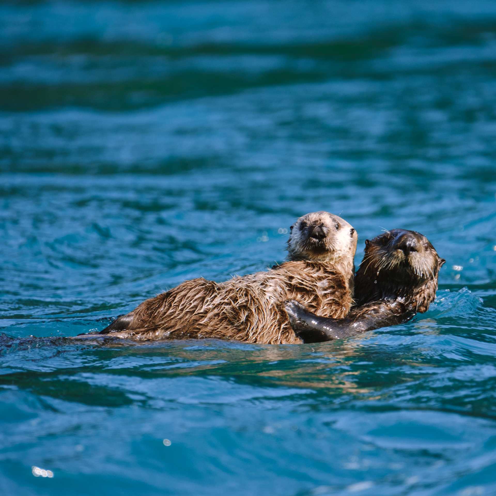Playful, curious and irresistibly cute — sea otters are one of Alaska’s most beloved wildlife encounters.