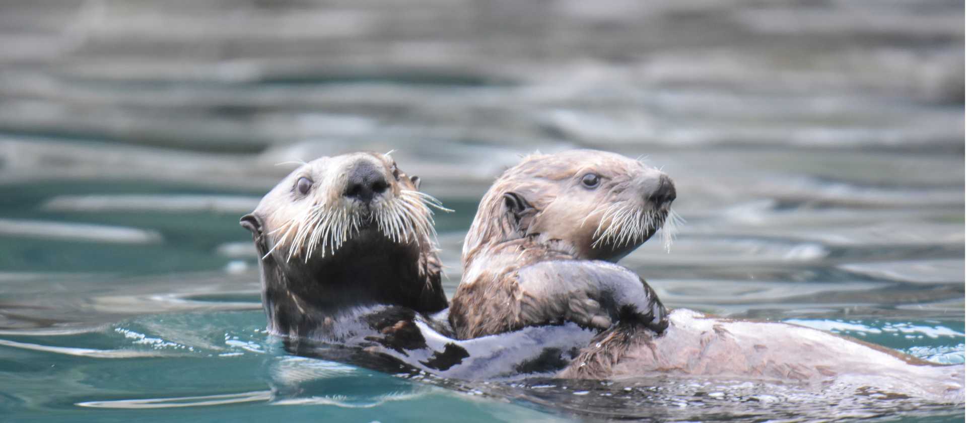 Playful, curious and irresistibly cute — sea otters are one of Alaska’s most beloved wildlife encounters.