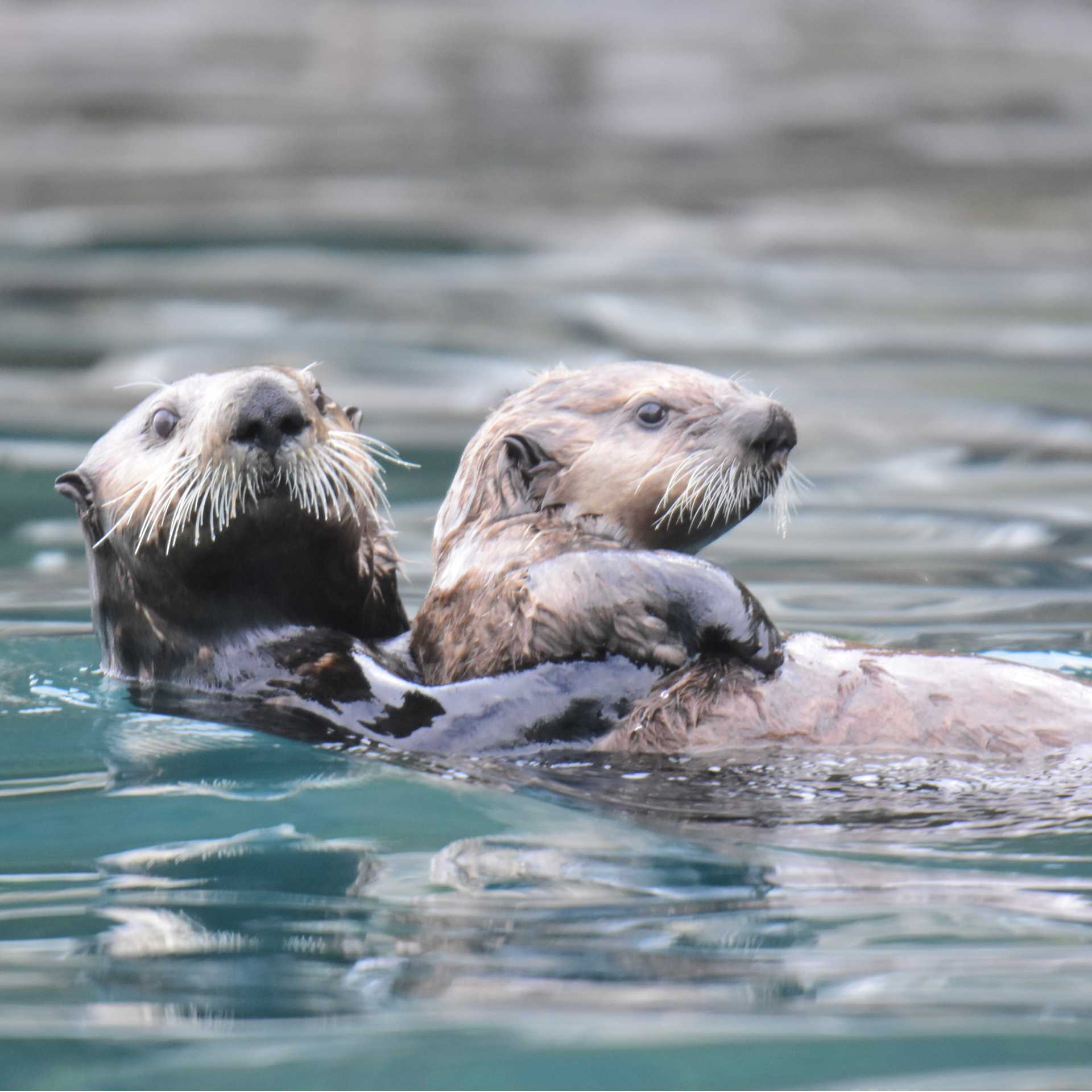 Playful, curious and irresistibly cute — sea otters are one of Alaska’s most beloved wildlife encounters.