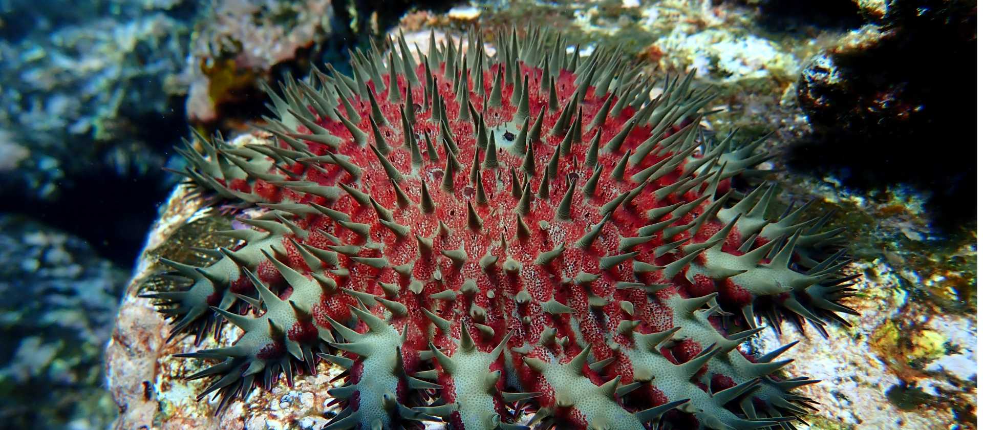 Colourful sea urchin
