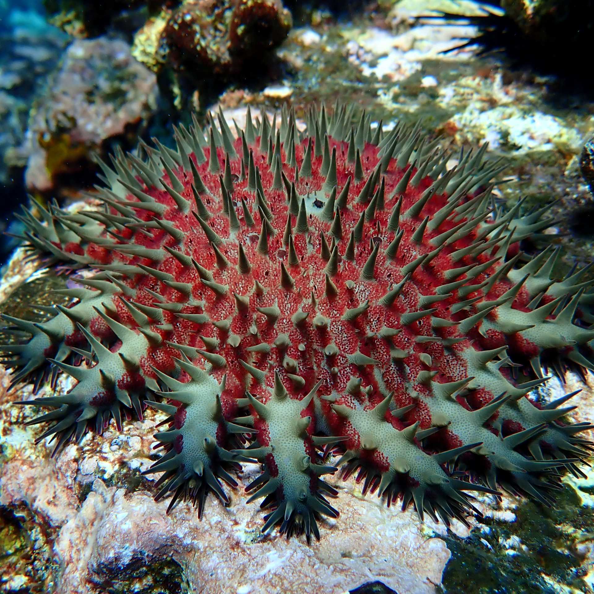 Colourful sea urchin