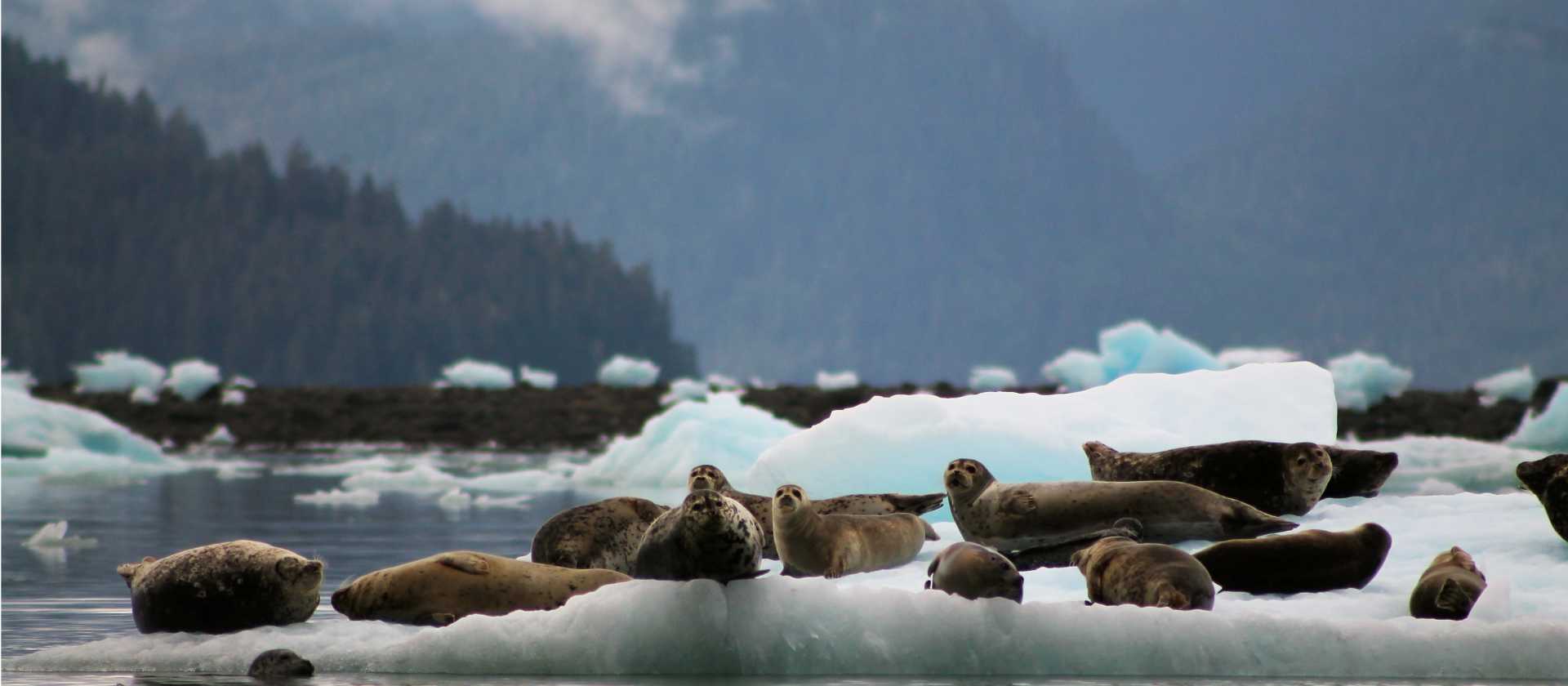 A variety of seal species can be seen throughout Alaska, often resting on ice or surfacing in quiet bays.