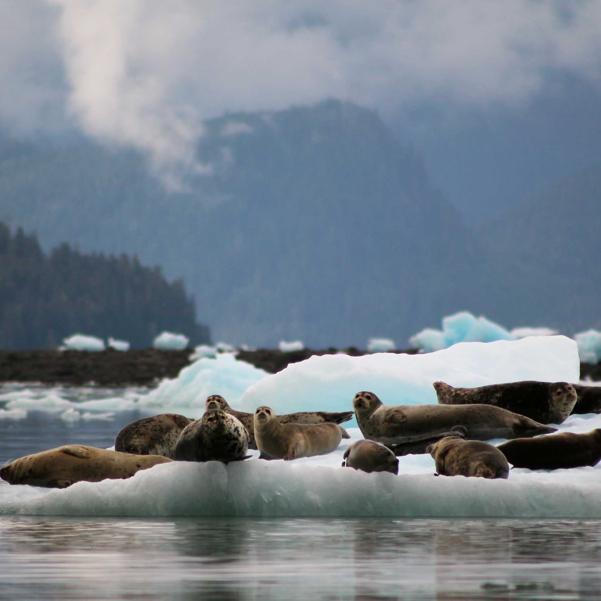 A variety of seal species can be seen throughout Alaska, often resting on ice or surfacing in quiet bays.