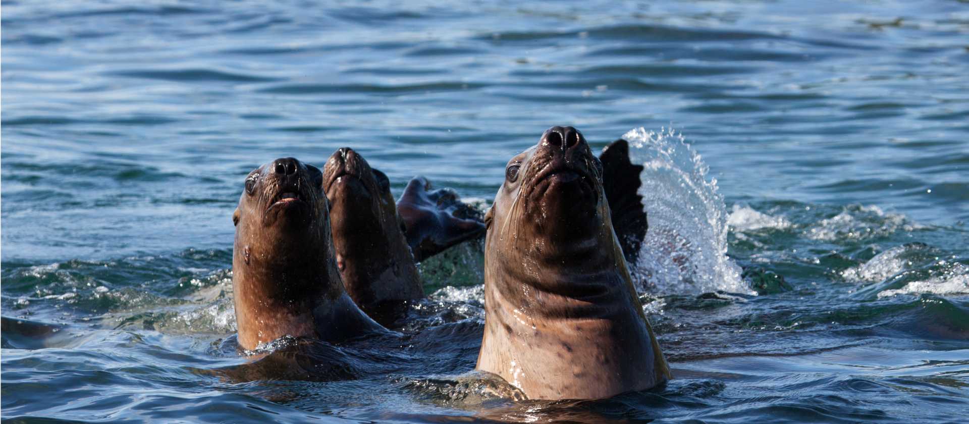 A variety of seal species can be seen throughout Alaska, often resting on ice or surfacing in quiet bays.