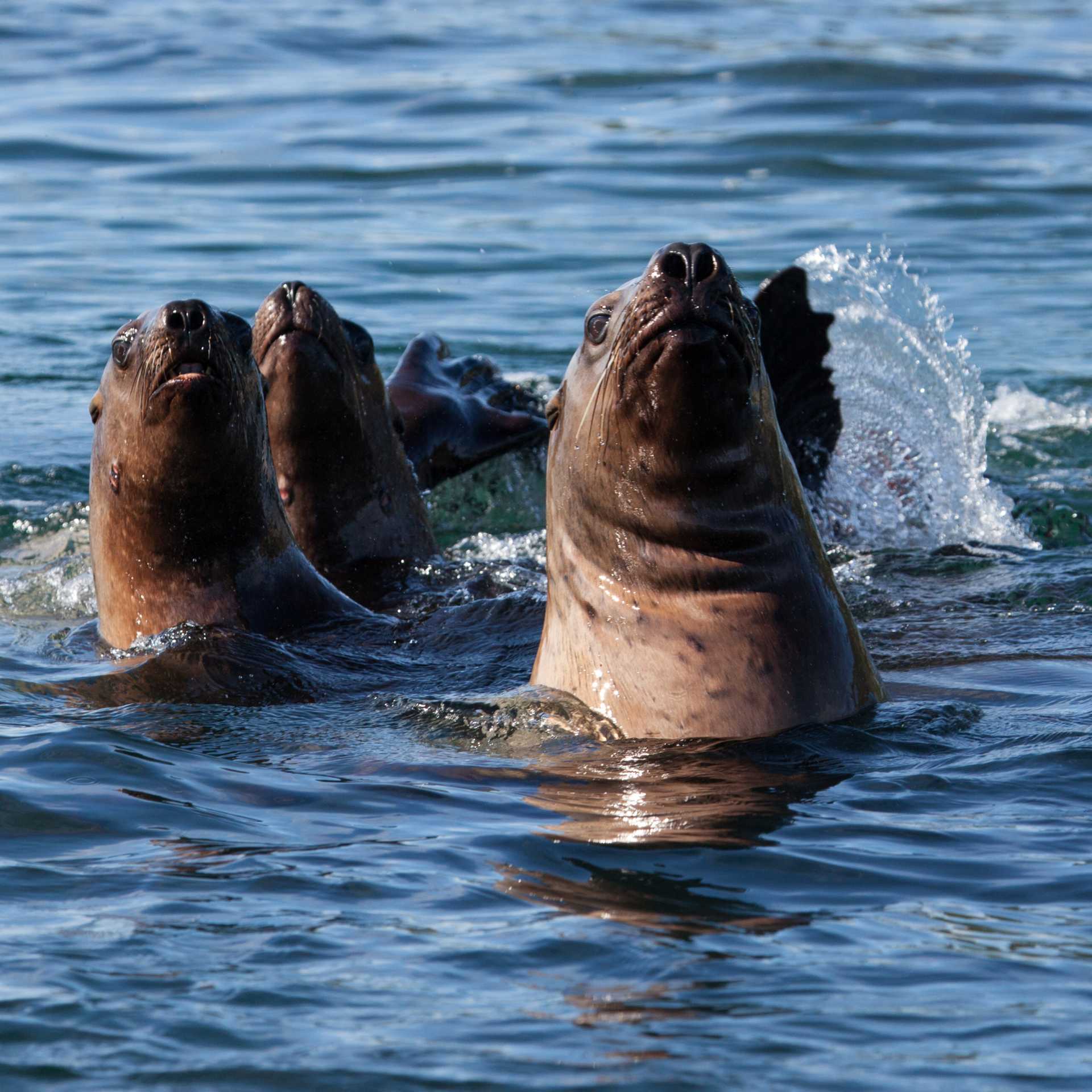 A variety of seal species can be seen throughout Alaska, often resting on ice or surfacing in quiet bays.