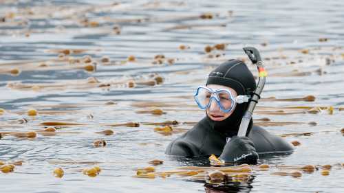 Snorkelling is an option on some voyages in Alaska
