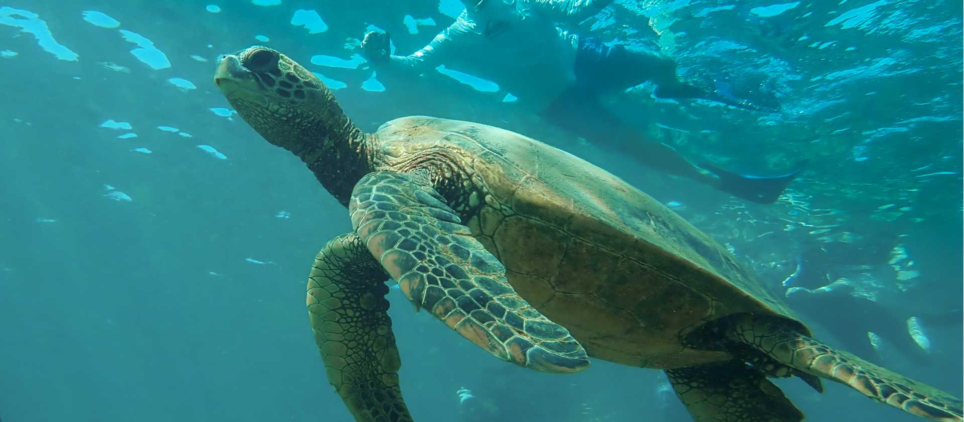 Snorkelling with sea turtles