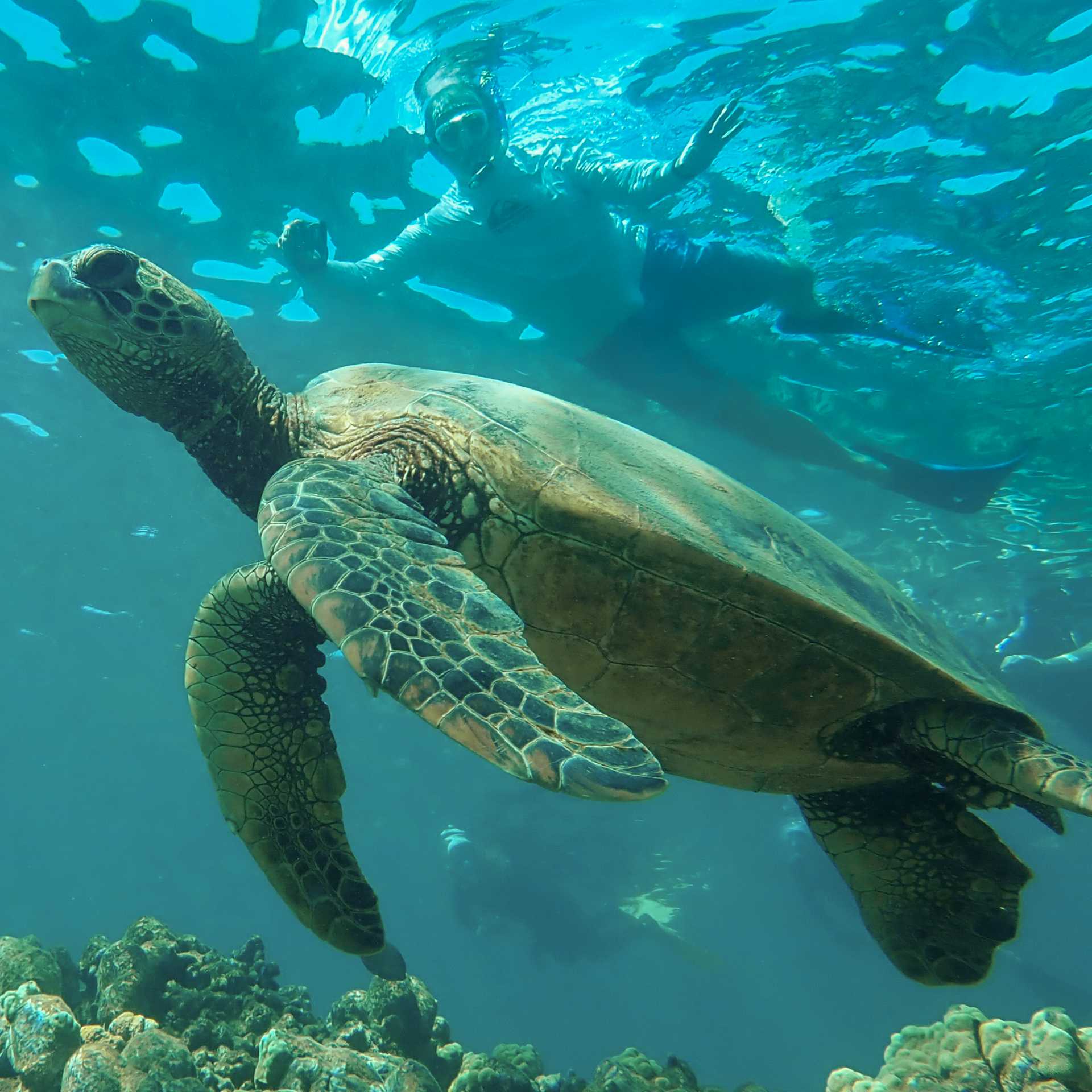 Snorkelling with sea turtles