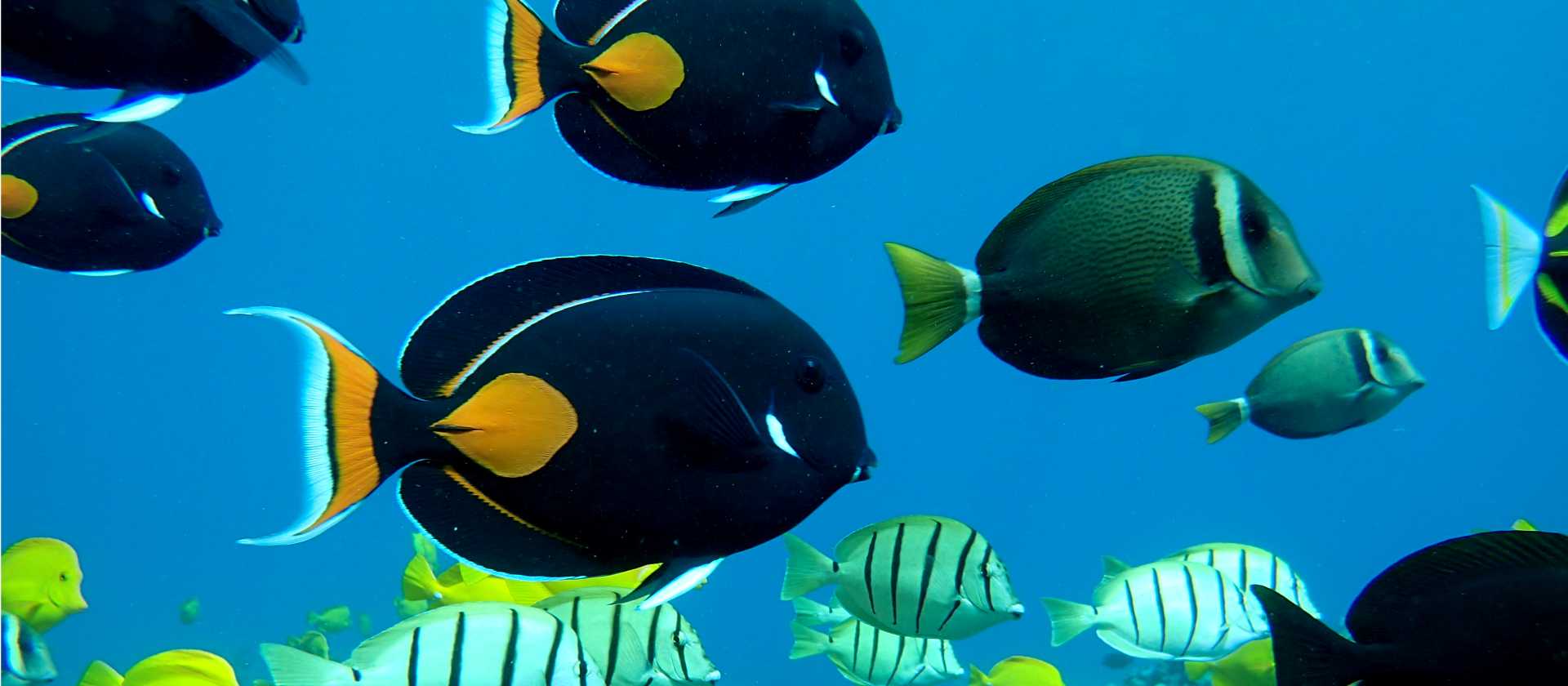 Excellent snorkelling in Hawaii