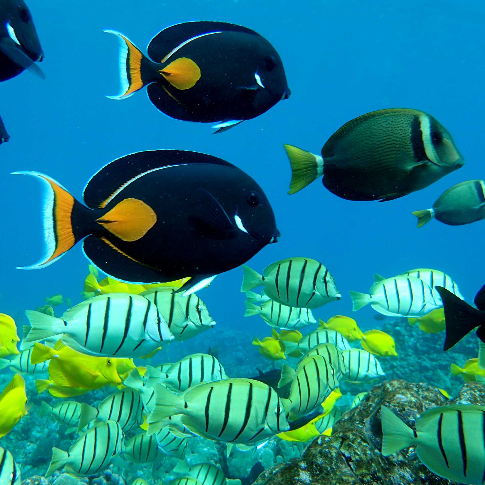 Excellent snorkelling in Hawaii