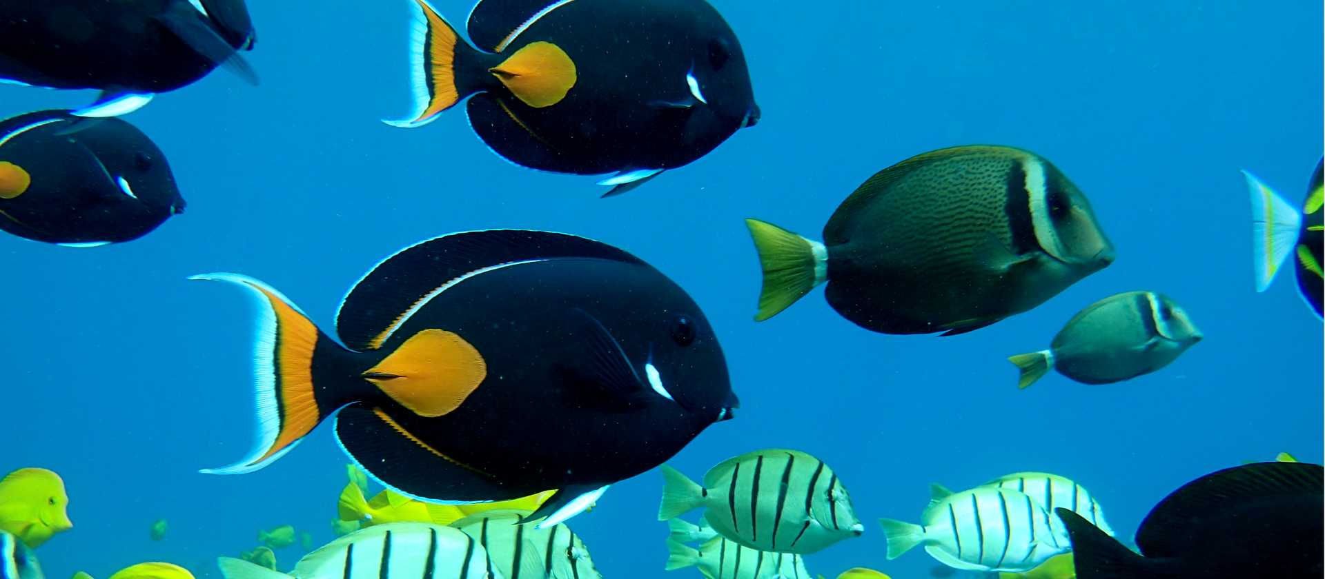 Excellent snorkelling in Hawaii