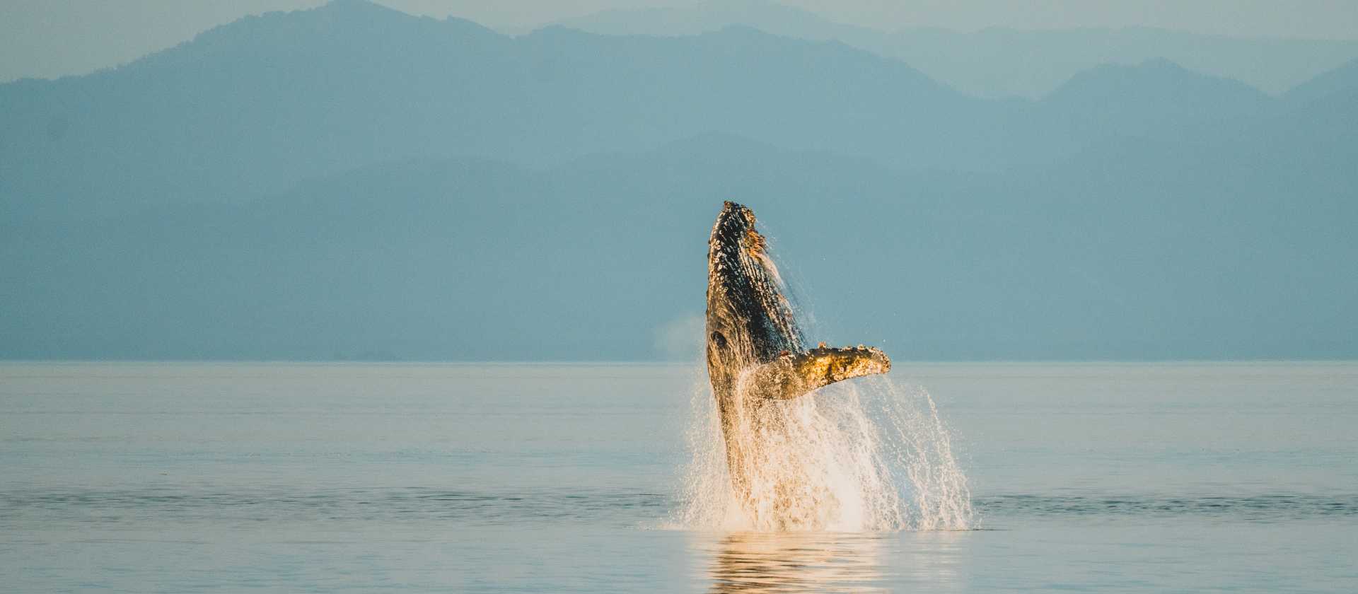 A wide variety of whale species migrate to feed in the nutrient rich waters of Alaska