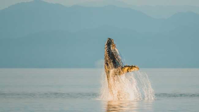 A wide variety of whale species migrate to feed in the nutrient rich waters of Alaska
