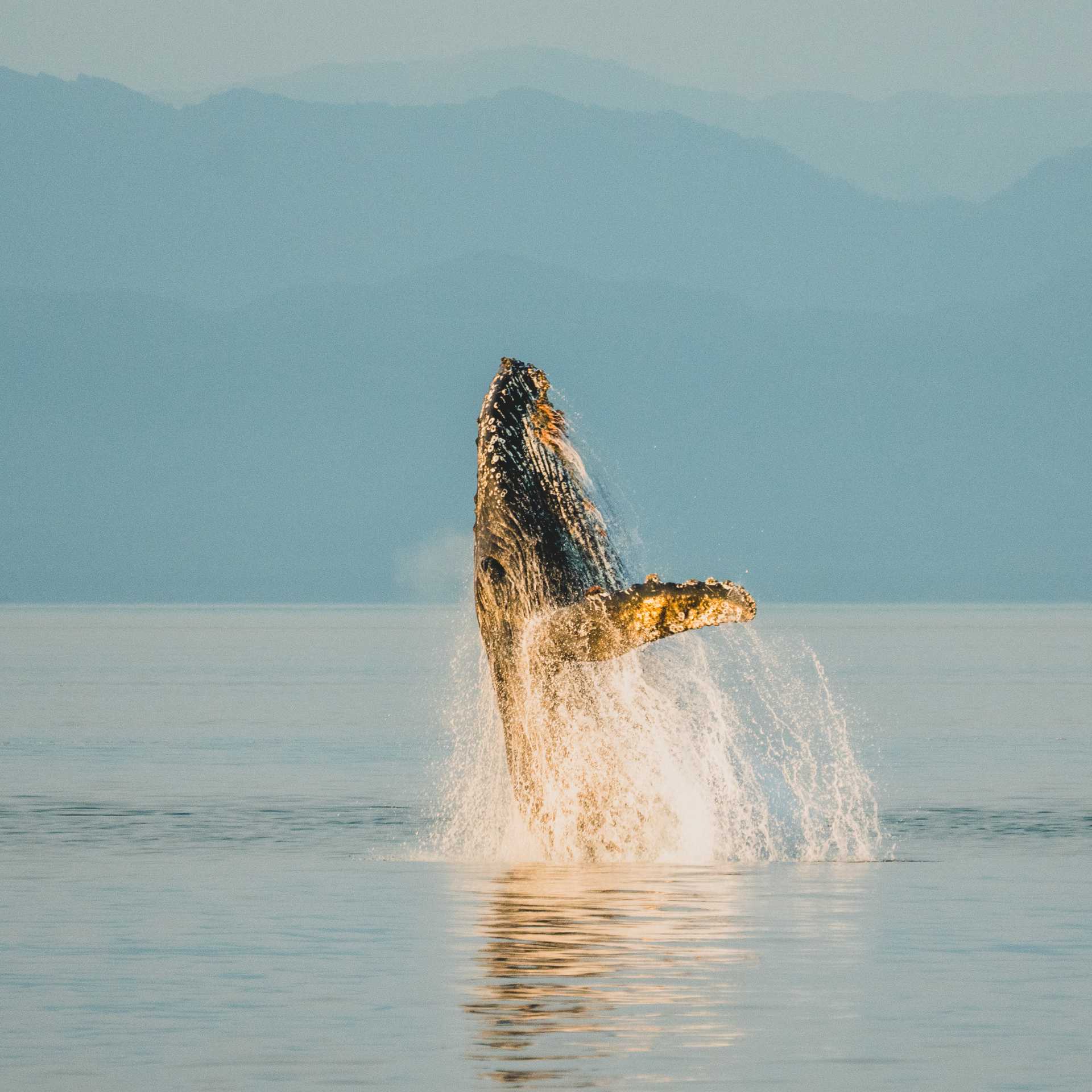 A wide variety of whale species migrate to feed in the nutrient rich waters of Alaska