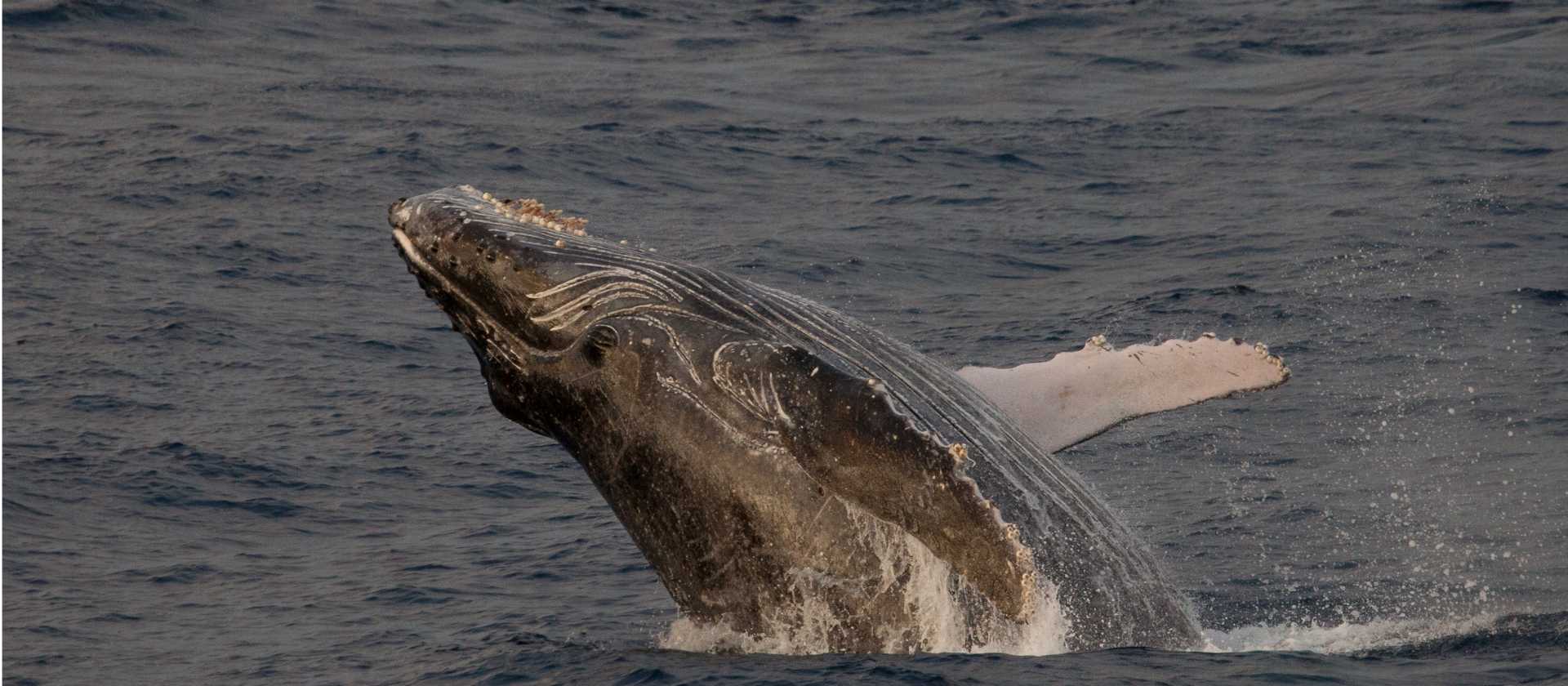 A humpback whale breaches