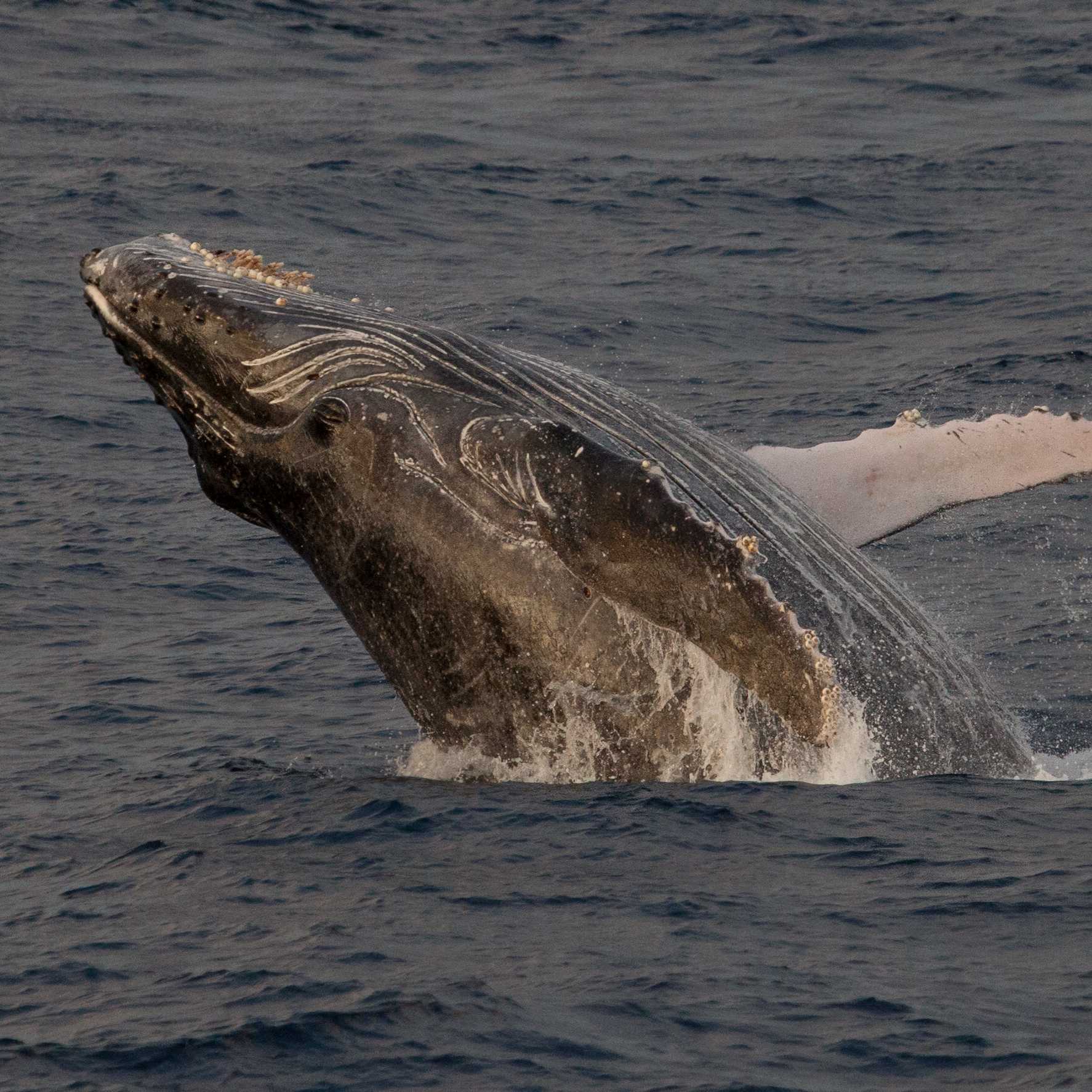 A humpback whale breaches