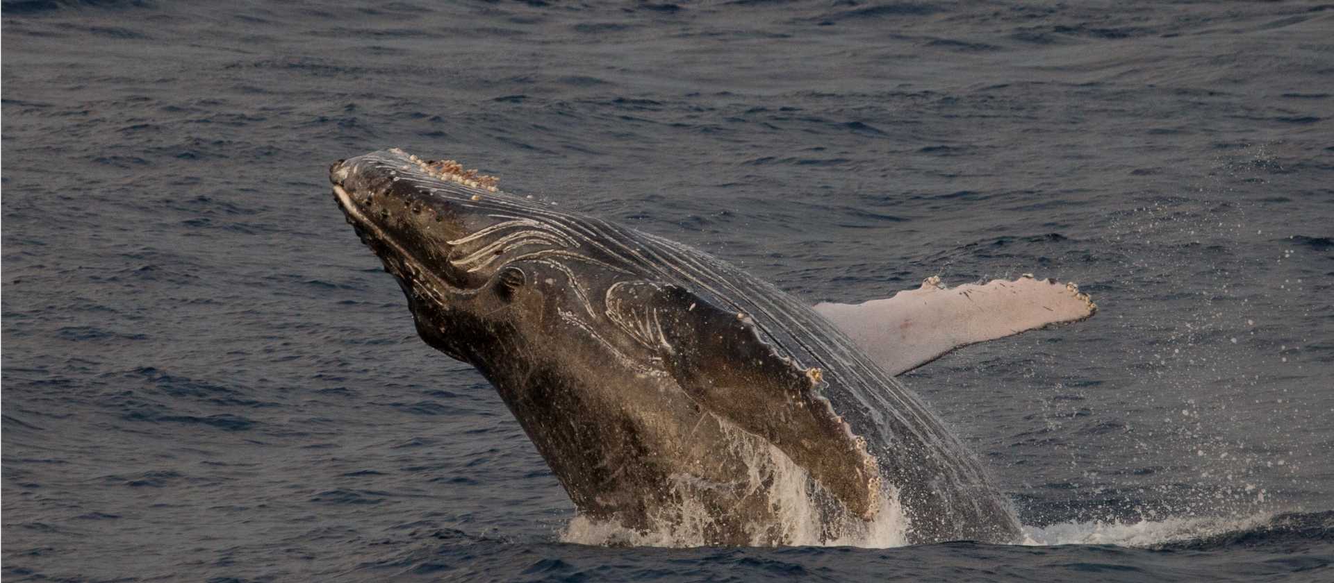 A humpback whale breaches
