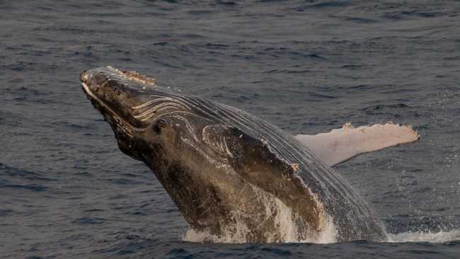 A humpback whale breaches